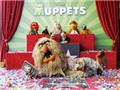 Bóng đá anh, ngoại hạng anh, lịch thi đấu euro 2012, Các chú rối Muppets được gắn sao trên đại lộ danh tiếng Hollywood